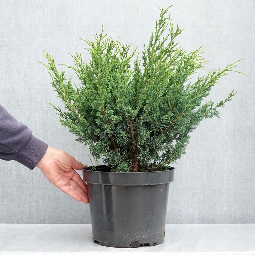 Spécimen de Genévrier hybride - Juniperus chinensis Blaauw              Pot de 7,5L/10L tel que livré au printemps