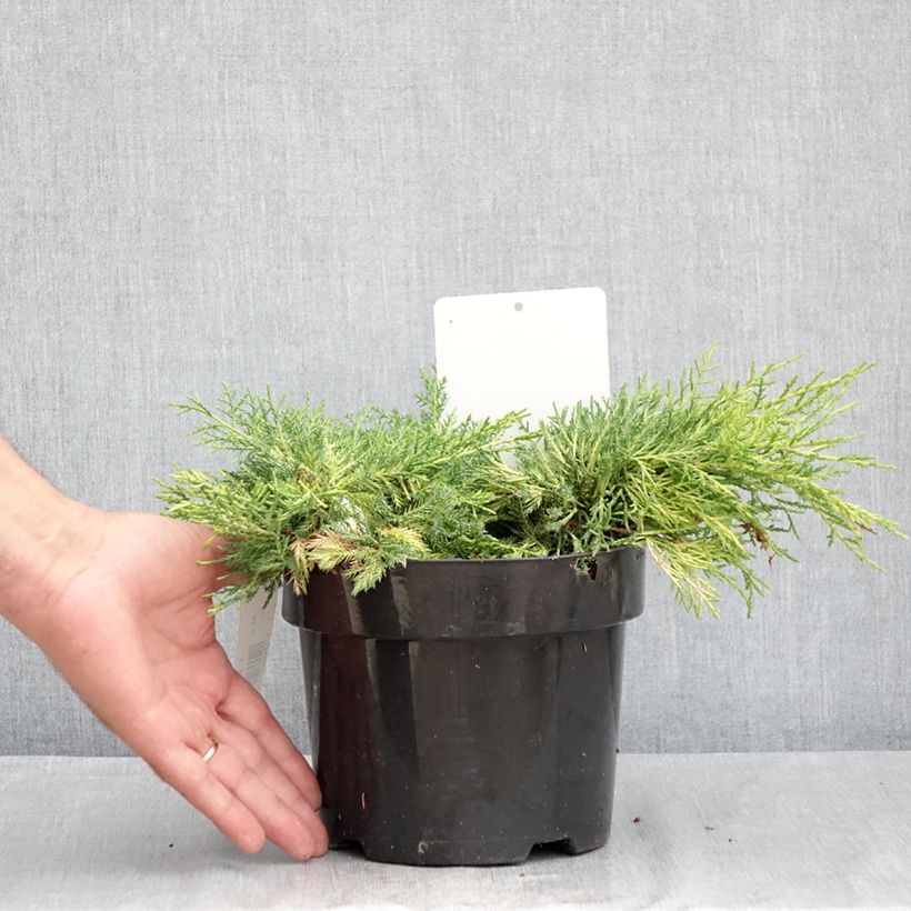 Spécimen de Genévrier - Juniperus pfitzeriana King Of Spring Pot de 2L/3L tel que livré en été
