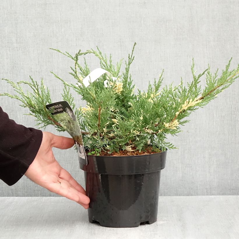 Spécimen de Genévrier - Juniperus pfitzeriana White Splash Pot de 2L/3L tel que livré en automne