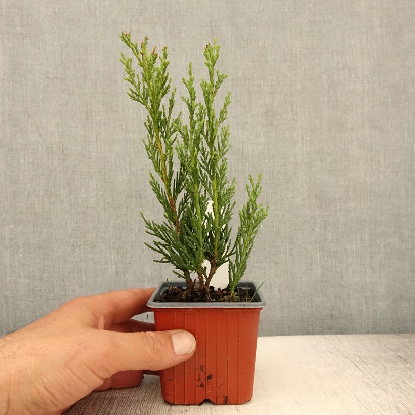 Example of Genévrier - Juniperus scopulorum Moonglow Godet de 8/9 cm as you get in printemps