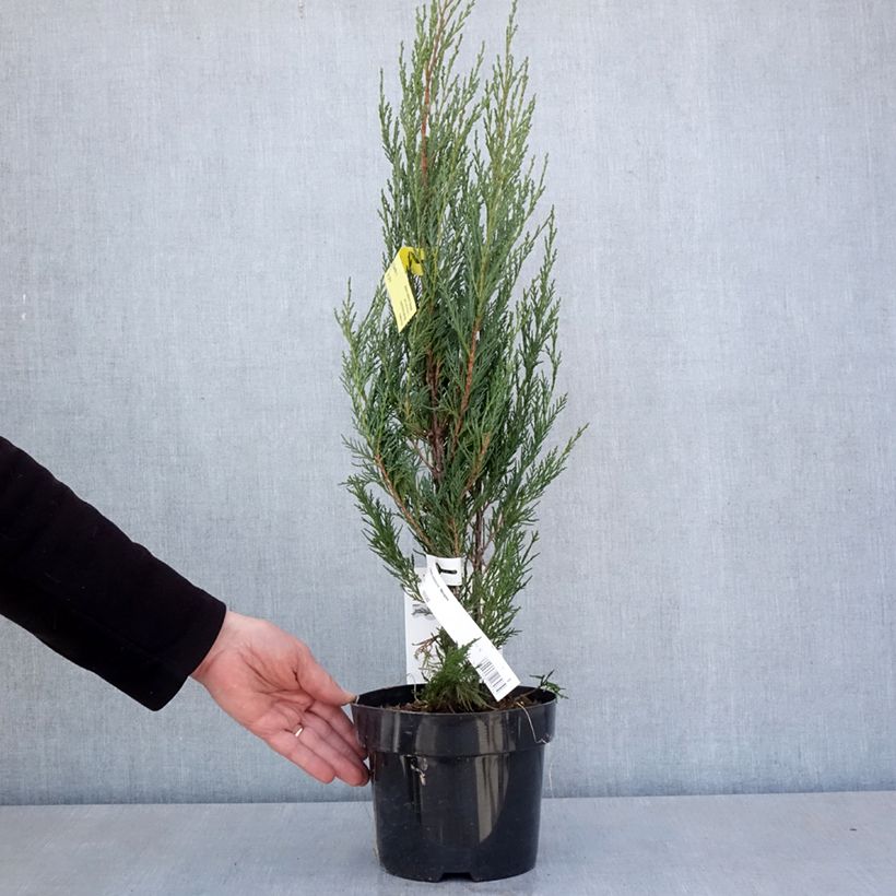 Example of Genévrier - Juniperus scopulorum Moonglow Pot de 2L/3L as you get in printemps