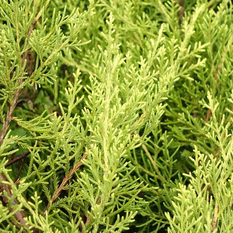 Genévrier - Juniperus x media Pfitzeriana Aurea (Foliage)