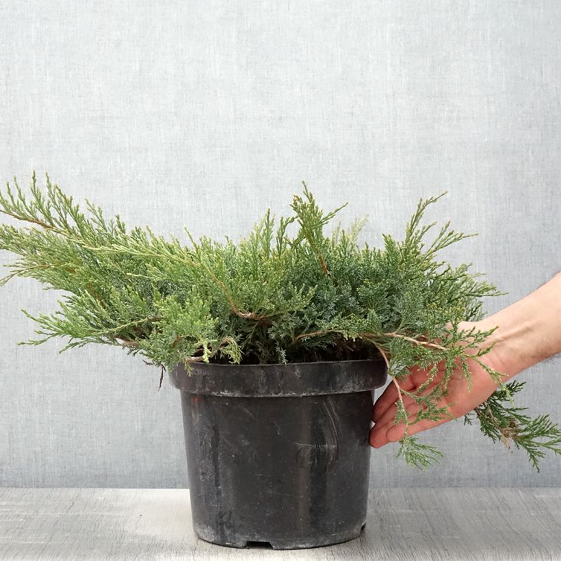 Spécimen de Genévrier rampant - Juniperus horizontalis Wiltonii Pot de 7,5L/10L tel que livré au printemps