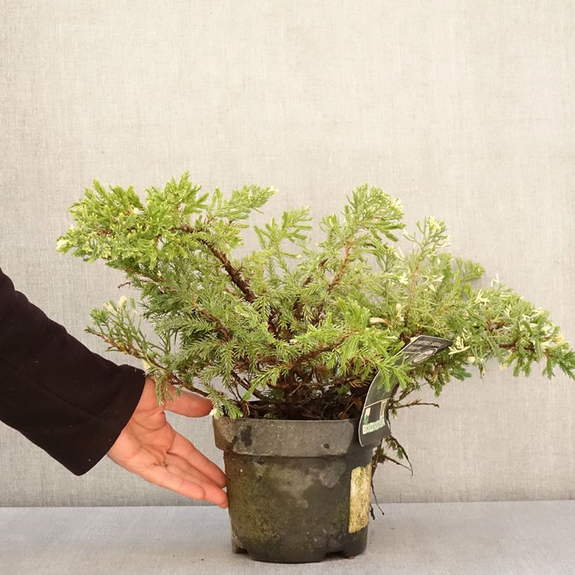 Example of Genévrier sabine - Juniperus sabina Variegata Pot de 2L/3L as you get in printemps