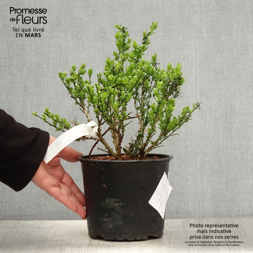 Example of Genista tinctoria - Genêt des teinturiers Pot de 3L/4L as you get in printemps