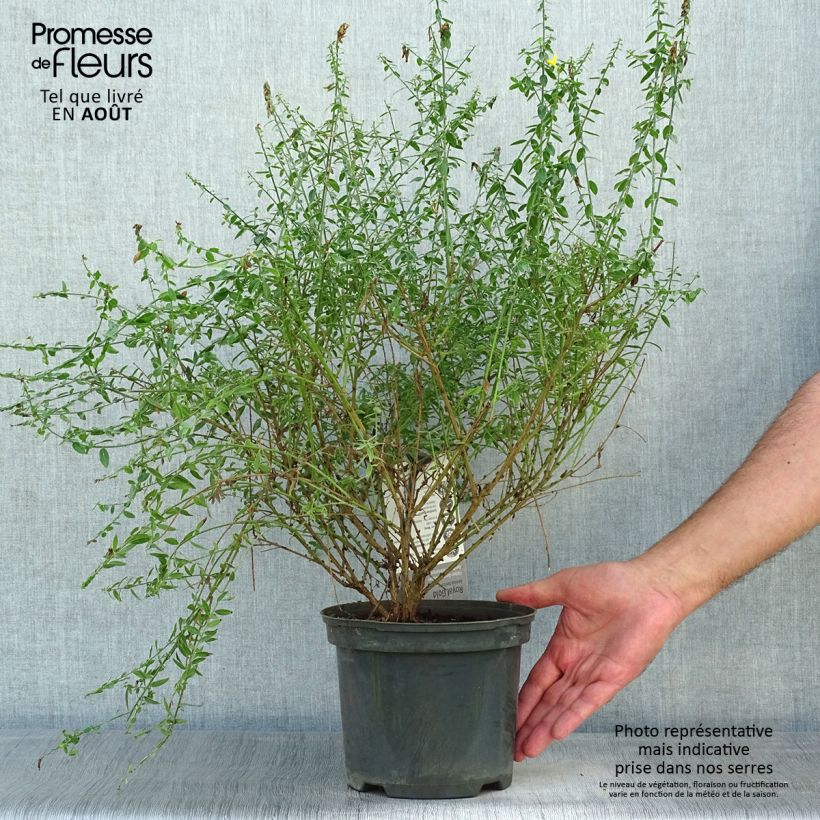 Spécimen de Genista tinctoria Royal Gold - Genêt des teinturiers Pot de 1,5L/2L tel que livré en été