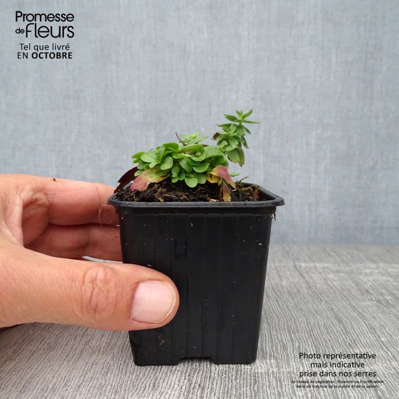 Spécimen de Gentiana Blue Star ® - Gentiane Godet de 8/9 cm tel que livré en automne