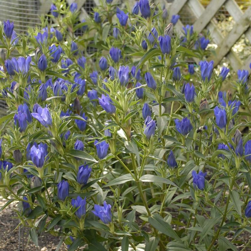 Gentiana True Blue - Gentiane (Flowering)