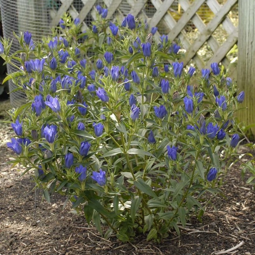 Gentiana True Blue - Gentiane (Plant habit)