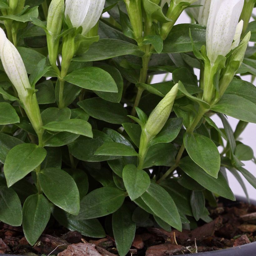 Gentiana White Magic - Gentiane (Foliage)
