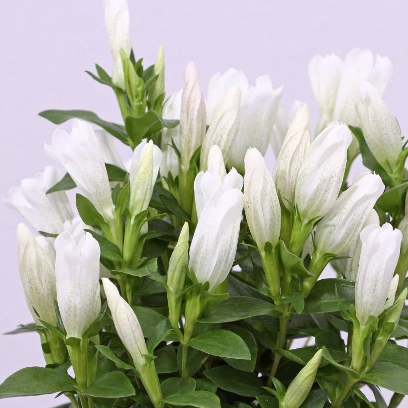 Gentiana White Magic - Gentiane (Flowering)
