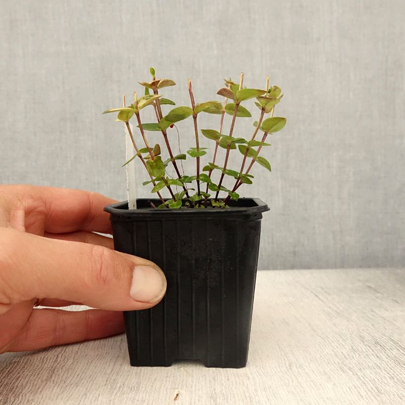 Example of Gentiane scabra Zuki-rindo Godet de 8/9 cm as you get in printemps