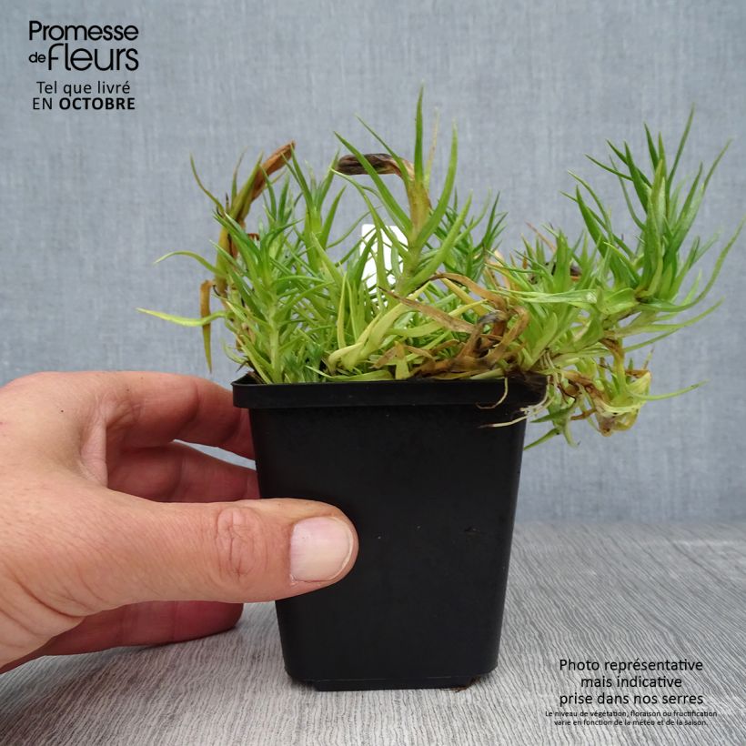 Spécimen de Gentiane sino-ornata bleue à floraison automnale, Gentiana Godet de 8/9 cm tel que livré en automne