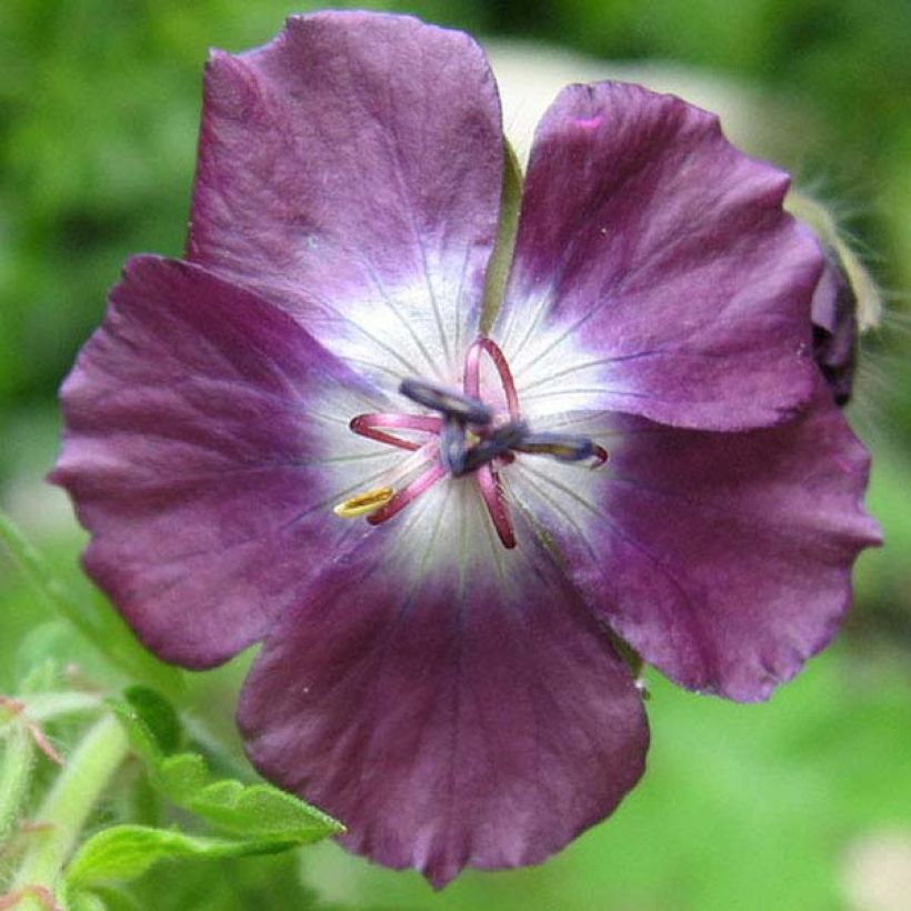 Geranium vivace phaeum Mourning Widow (Flowering)