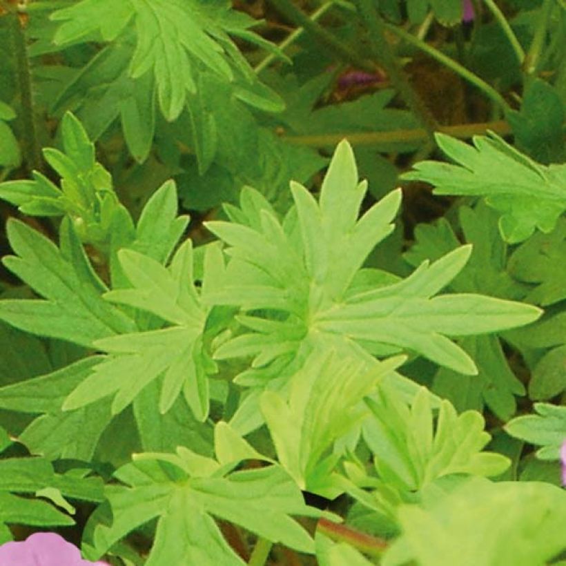 Géranium vivace Dilys (Foliage)