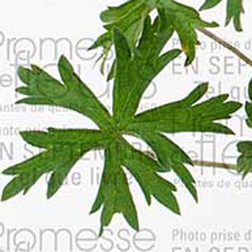 Géranium vivace Orion (Foliage)