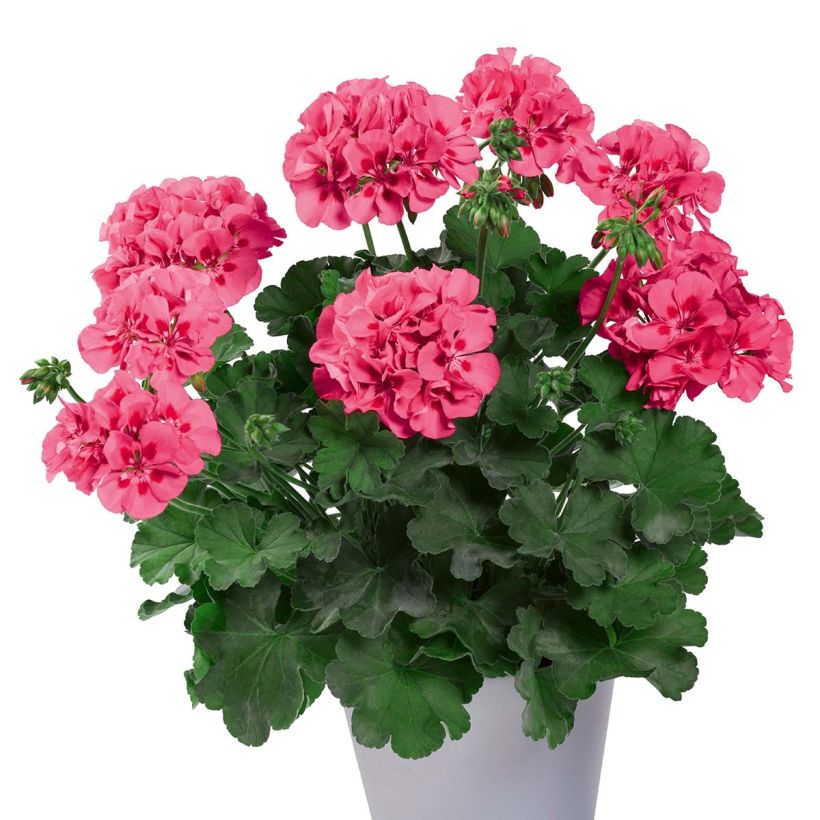 Géranium TwoinOne Hot Pink Splash (Plant habit)