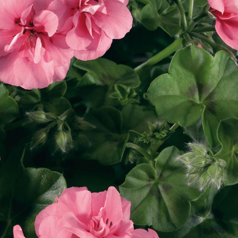 Géranium lierre double BIG 5 Light Pink - Pelargonium peltatum (Foliage)