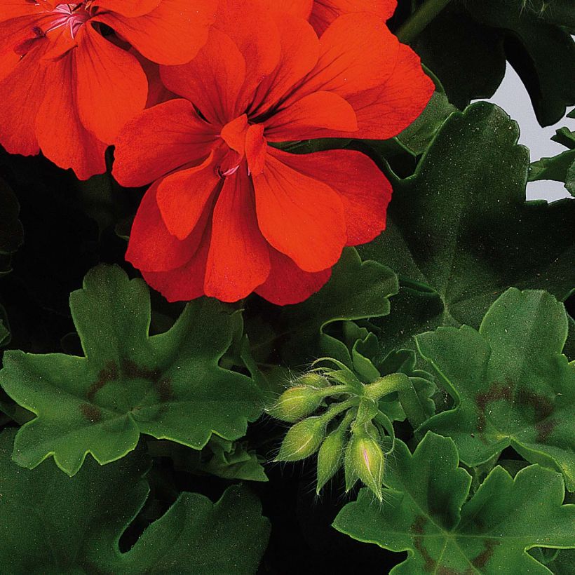 Géranium lierre double BIG 5 Red - Pelargonium peltatum (Foliage)