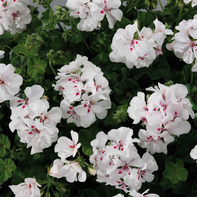 Géranium lierre double BIG 5 White - Pelargonium peltatum (Flowering)