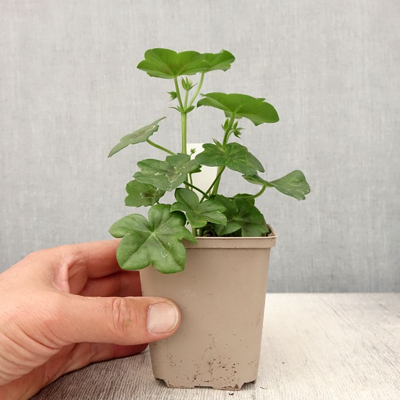 Example of Géranium lierre Rainbow Amethyst - Pelargonium peltatum  Godet de 8/9 cm as you get in printemps