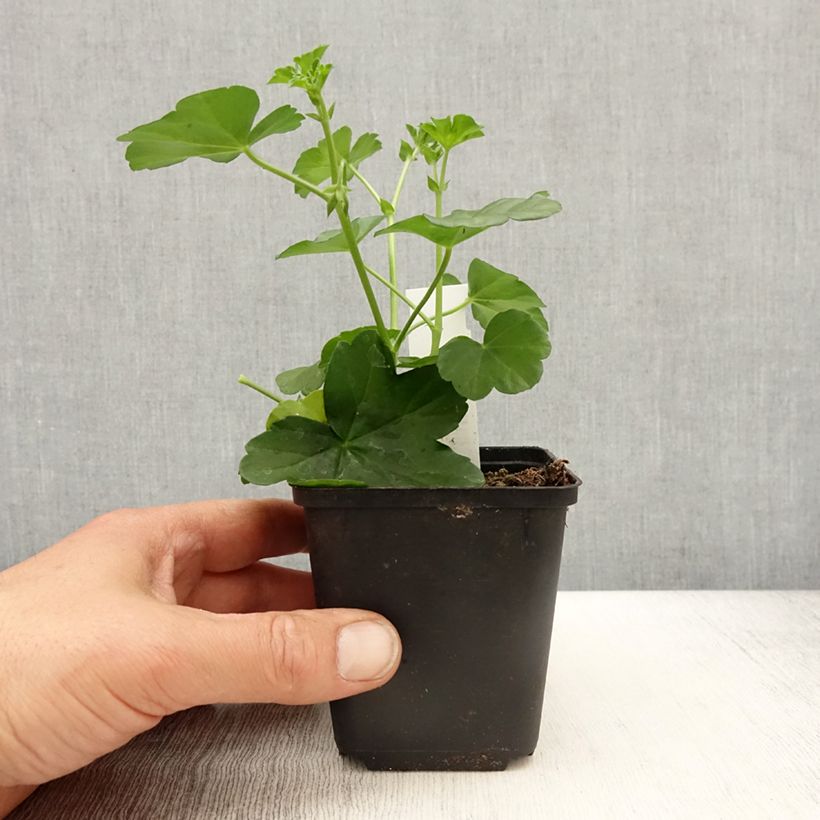 Spécimen de Géranium-lierre Roi des Balcons Desrumeaux Godet de 8/9 cm tel que livré au printemps