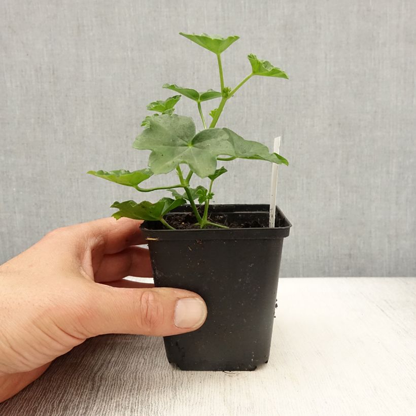 Example of Géranium-lierre Roi des Balcons rouge Imperial Godet de 8/9 cm as you get in printemps