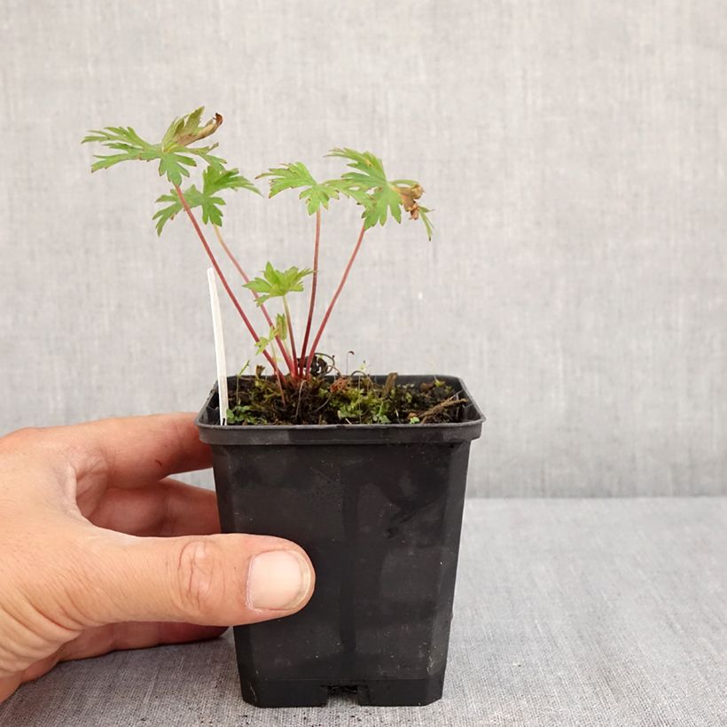 Spécimen de Geranium pratense Else Lacey - géranium des prés Godet de 8/9 cm tel que livré en été