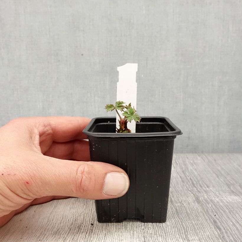 Example of Geranium pratense Else Lacey - géranium des prés Godet de 8/9 cm as you get in printemps