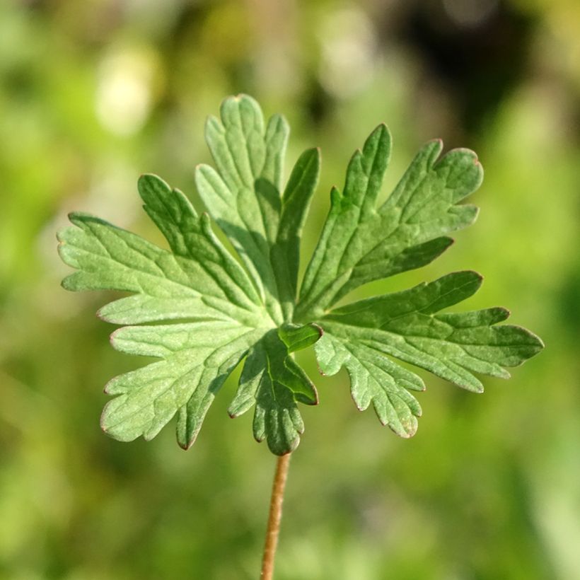Geranium pratense Else Lacey - géranium des prés (Foliage)