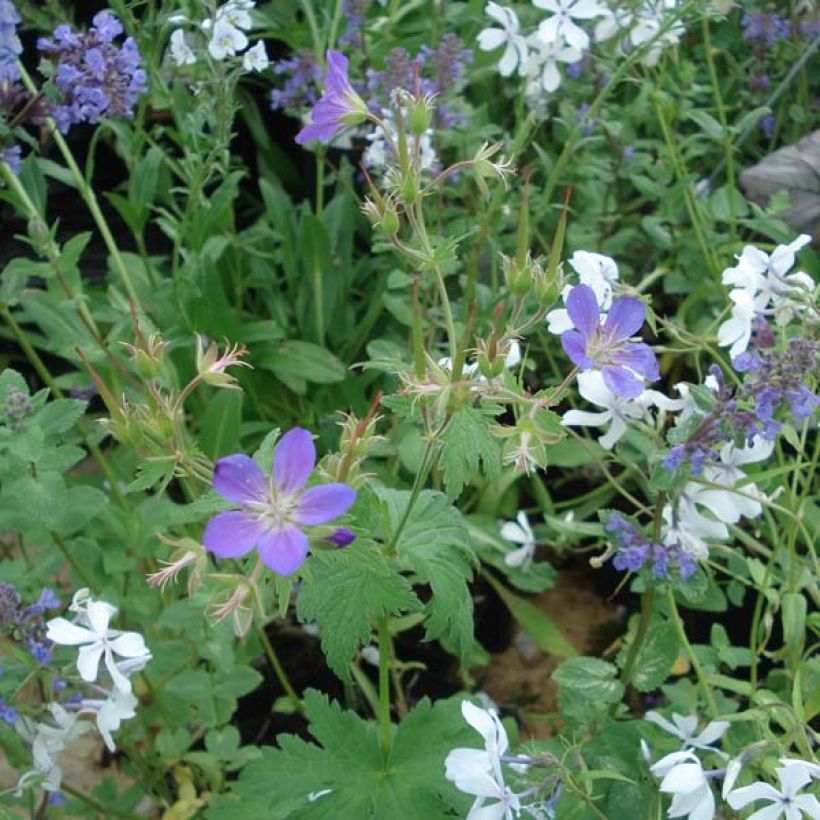 Geranium vivace sylvaticum Ice Blue (Plant habit)