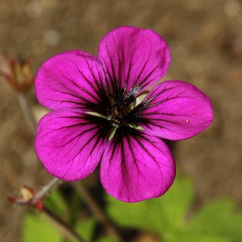 Géranium vivace Ann Folkard (Flowering)