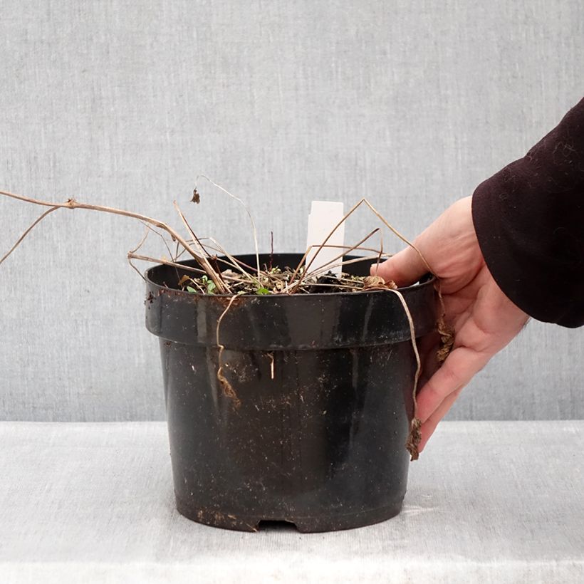 Example of Géranium vivace Ann Folkard Pot de 2L/3L as you get in hiver