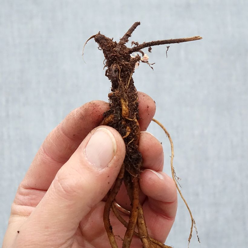 Example of Géranium vivace Ann Folkard Racines nues, Qualité Extra équivalant à un pot de 2L as you get in hiver