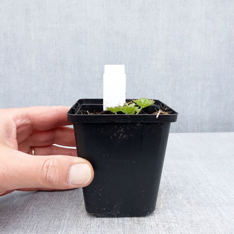 Example of Géranium vivace Anne's Family Carol Anne Godet de 8/9 cm as you get in printemps