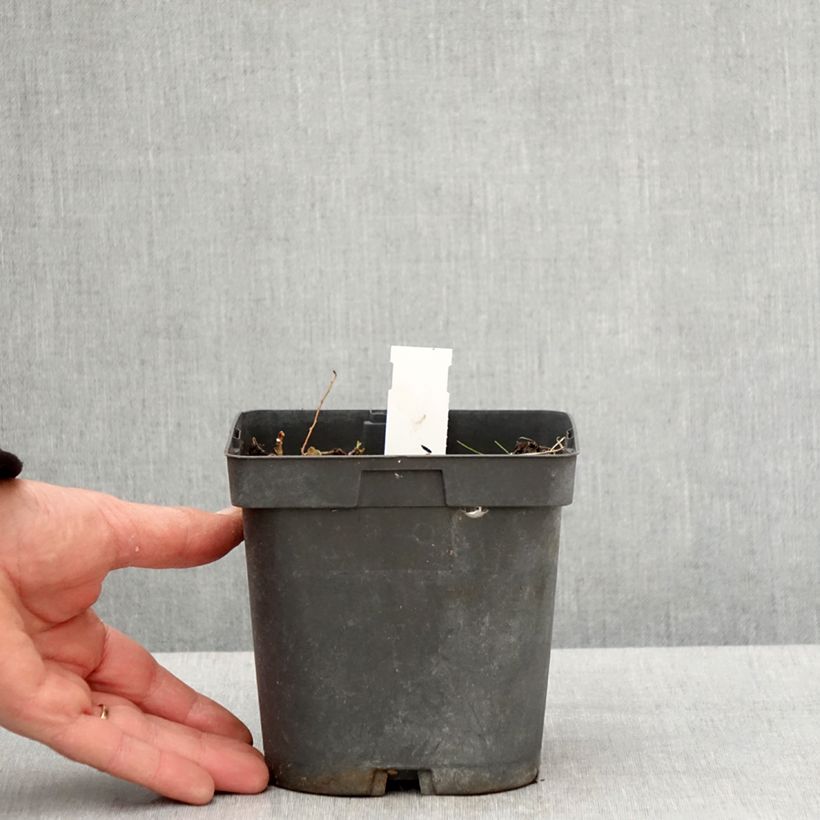 Example of Géranium vivace Blue Sunrise Pot de 2L/3L as you get in printemps