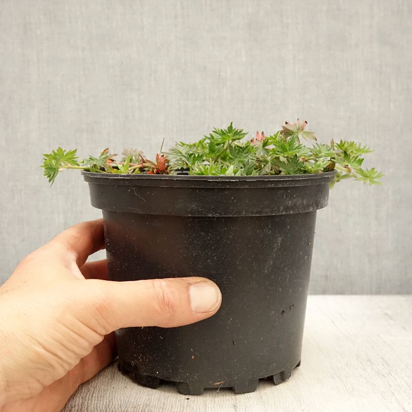 Example of Géranium vivace Blushing Turtle Pot de 2L/3L as you get in printemps