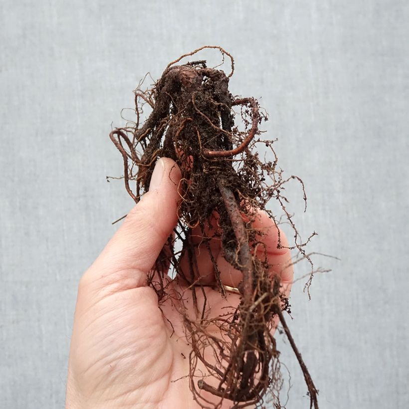 Example of Géranium vivace Brookside - Géranium vivace hybride bleu  Racines nues as you get in hiver