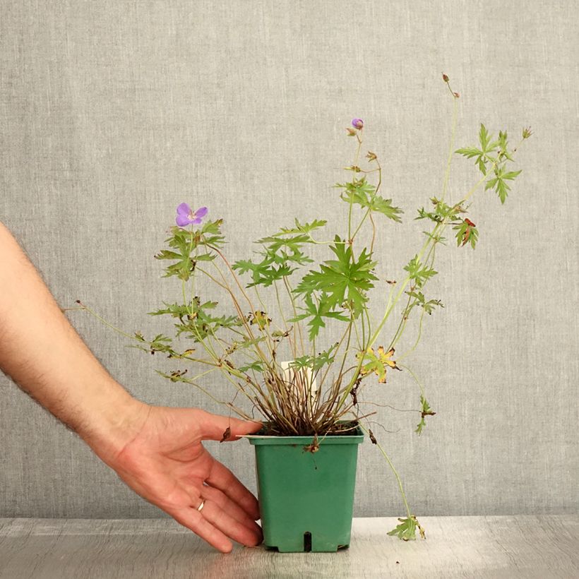 Spécimen de Géranium vivace Brookside - Géranium vivace hybride bleu  Pot de 1L/1,5L tel que livré en automne