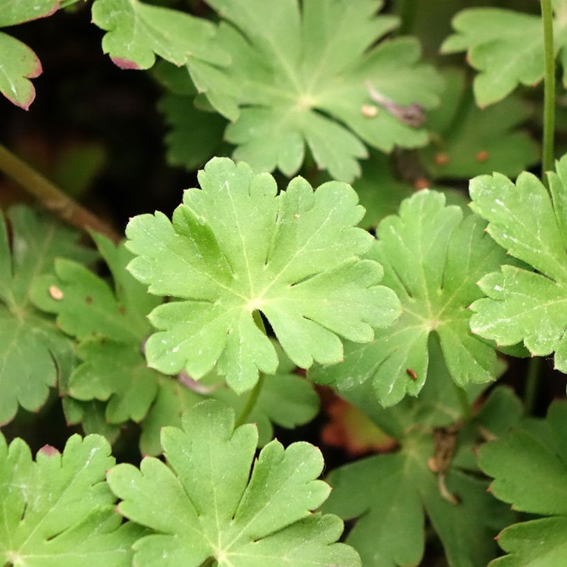 Géranium vivace cantabrigiense Cambridge (Foliage)