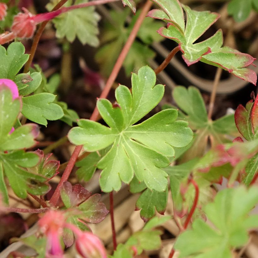 Géranium vivace cantabrigiense Crystal Rose (Foliage)