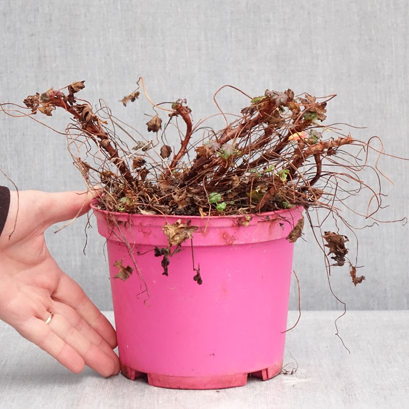 Example of Géranium vivace cantabrigiense Karmina Pot de 2L/3L as you get in hiver