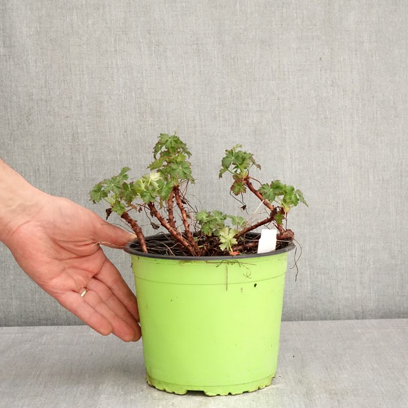 Spécimen de Géranium vivace cantabrigiense Karmina Pot de 2L/3L tel que livré au printemps