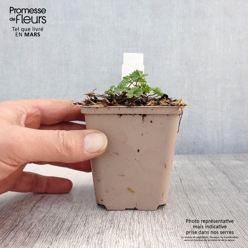 Example of Géranium vivace cinereum Carol Godet de 8/9 cm as you get in printemps