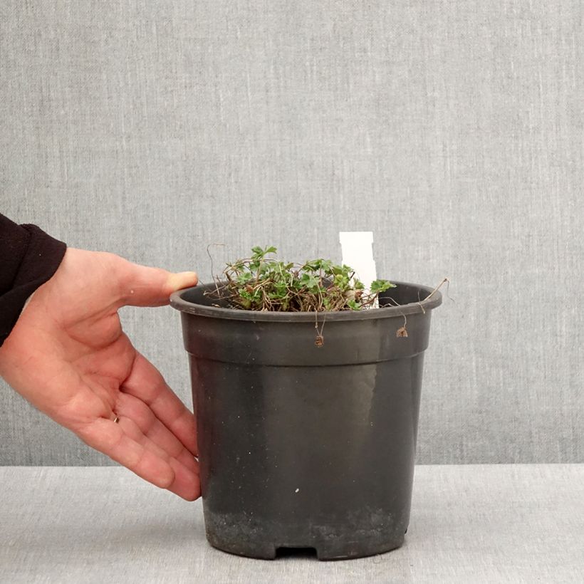 Example of Géranium vivace cinereum Jolly Jewel Night Pot de 2L/3L as you get in printemps