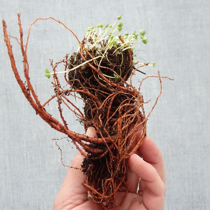 Spécimen de Géranium vivace cinereum Laurence Flatman Racines nues tel que livré en hiver