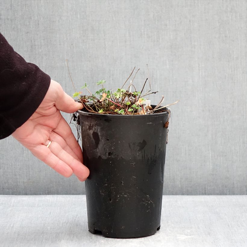 Example of Géranium vivace cinereum v. subcaulescens  Pot de 2L/3L as you get in hiver