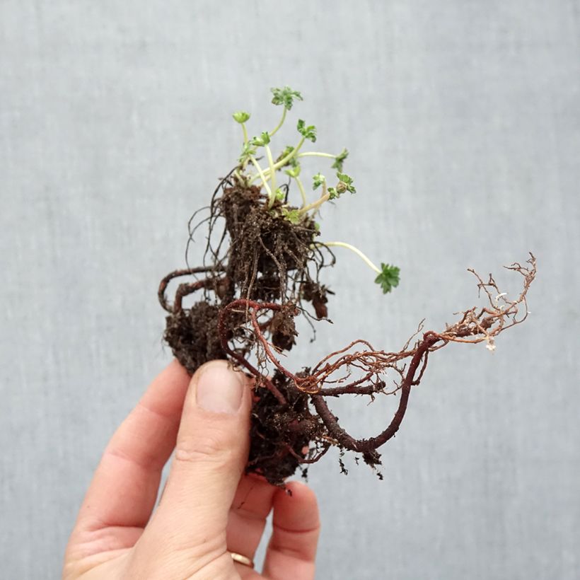 Example of Géranium vivace cinereum v. subcaulescens  Racines nues as you get in hiver