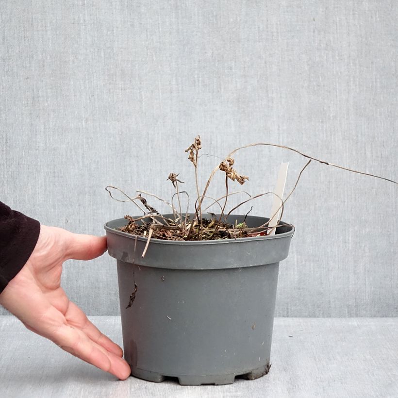 Spécimen de Géranium vivace clarkei Kashmir Purple Pot de 2L/3L tel que livré en hiver