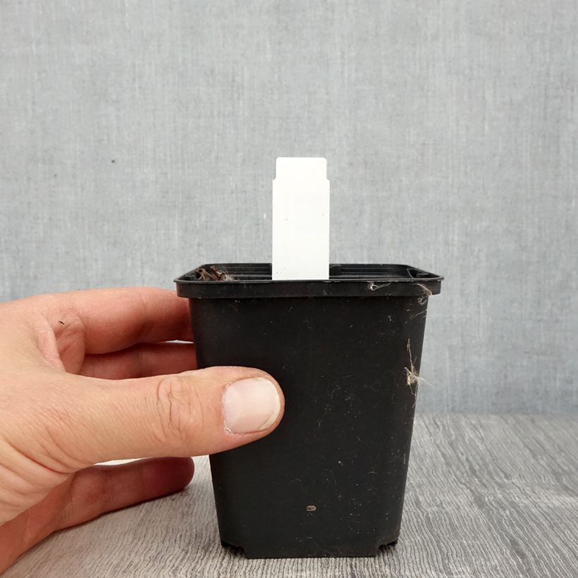 Spécimen de Geranium vivace Daily Purple Godet de 8/9 cm tel que livré au printemps